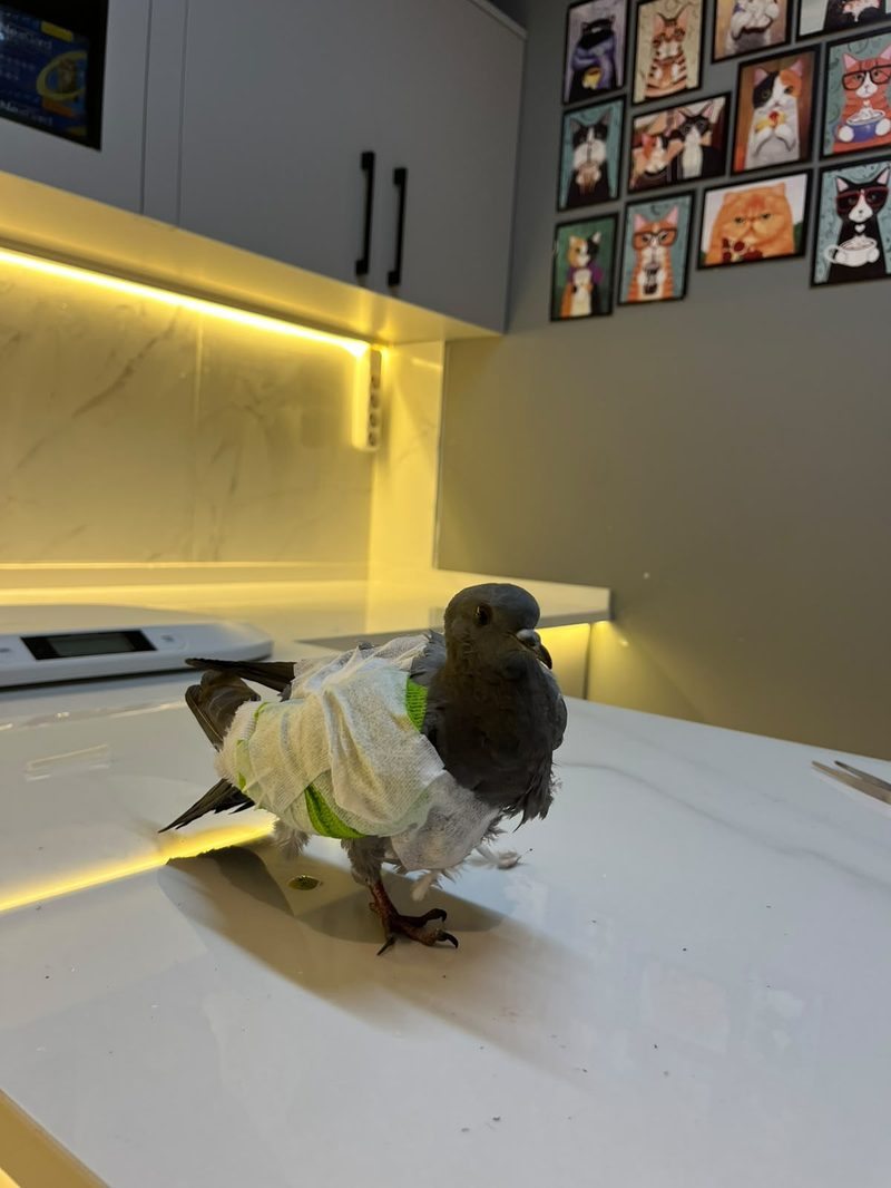 Kanatlılar — VETİNCE Veteriner Kliniği
