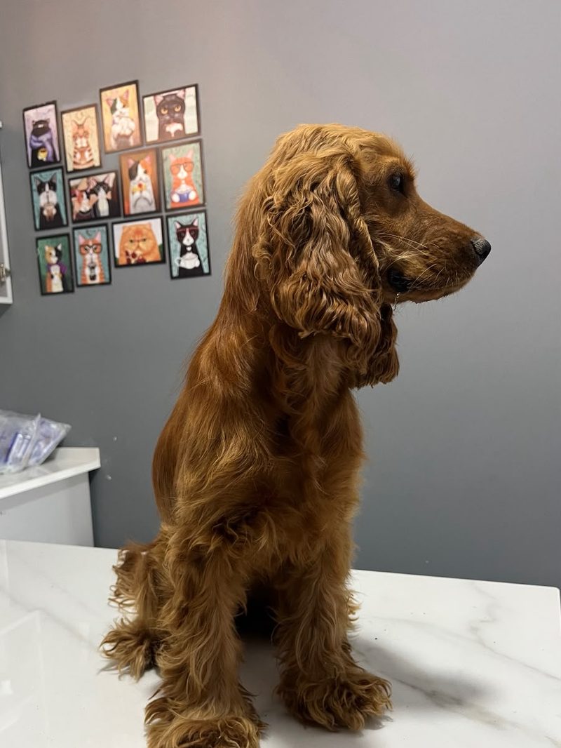 Köpekler — VETİNCE Veteriner Kliniği