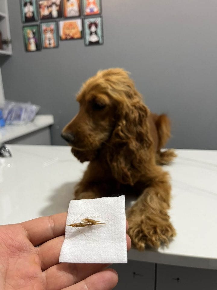 Cocker Spaniel ve ondan çıkarılan başak kılçığı